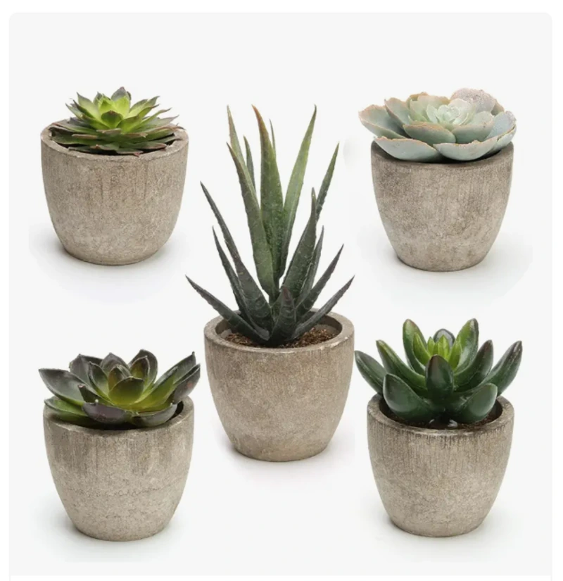 Set of five decorative succulents and aloe plants in matching concrete planters, perfect for home decor